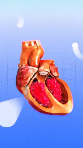 #heart #humanheart #heartattack #heartpumpingblood #heartpump #heartanatomy #heartvalves #hearttransplant #heartbeat #beatingheart #heartbeat #heartbeatsong #humanheartbeat #humanheart #heartsounds #3vheartofthebeat #heartofthebeat3v #heartofthebeatbreakin #beat #heartstructure #structureoftheheart #heartanatomy #structureofthehumanheart #internalstructureofthehumanheart #humanheart #doctorcare #fyp #uk #usa #nursing #nursingstudent #trending #doctor #foryoupageofficiall #foryou #NCLEX 