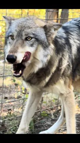 When ppl say you need to smile more.                                     note: Denali doenst like the dogs behind me on the other side of the fence looking at her steak 😄#wolfdog #wolfdogsoftiktok #fyp #dogsoftiktok 