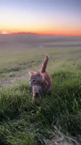 #sunset #nature #cute #fyp #catsoftiktok #viral 