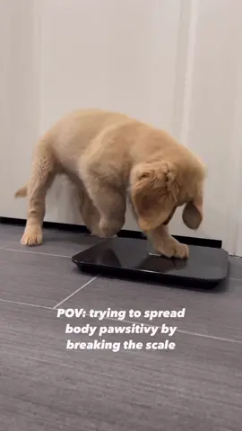 Sign our pawtition to end our weekly  weigh ins ⚖️ 🤭  #creatorsearchinsights #goldenretriever #goldenretrievers #goldenretrieversofinstagram #goldenretrieverpuppy #goldenretrieverpuppies #goldenlovers #retrieveroftheday #retrieversofinstagram #retriever #retrievers #retrieverpuppy #puppy #puppies #puppylove #puppyoftheday #retrieveraddiction #retrieverlove #retrieverstagram #floofsofinstagram #floofoftheday #fluffoftheday #puppyoftheweek 