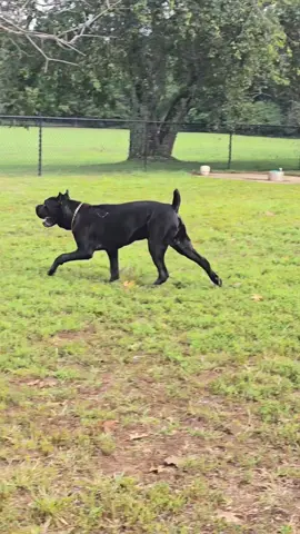 Jinx checks in with everyone at the park 🤣 #Jinxiamhim #canecorso #guardianbreed #guardiandog #canecorsolove #canecorsopuppy #purebred #corso #corsopuppy #corsosoftiktok #canecorsolife #canecorsoitaliano #italianmastif #italianmastiffcanecorso  #italianmastiffpuppy #Jinxiamhimthecorso #akccanecorso #ICCF  #wellbredpurebred 