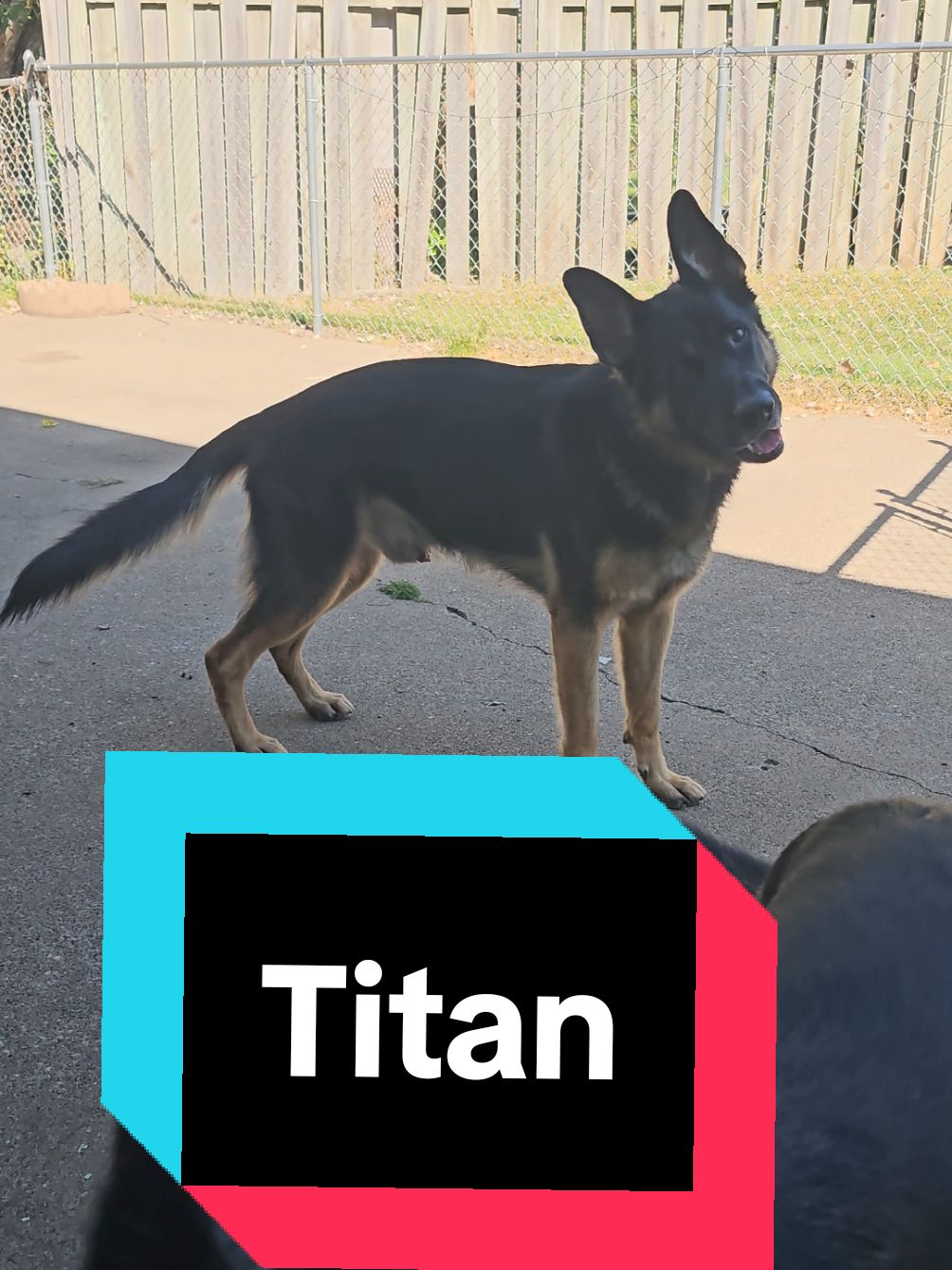 #titantheshepherd #titanfurteam #Titanfamily 