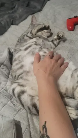 #cat #bengal #bellyrubs #cute #pregnantcat #catmoewing #viral 
