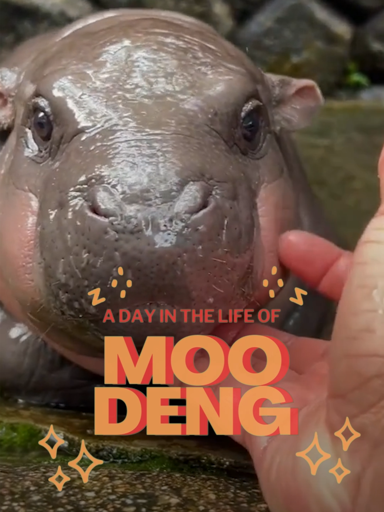 i love you moo deng #moodeng #hippo #fyp