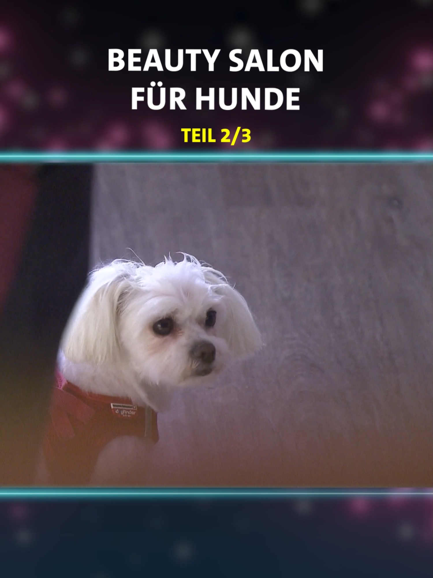 Schäumen eure Haustiere nach dem Baden auch so sehr? 🤣 #verstehensiespaß? #verstehensiespass #vss #pranks #lustig #hundesalon #dogs #hunde #haustiere