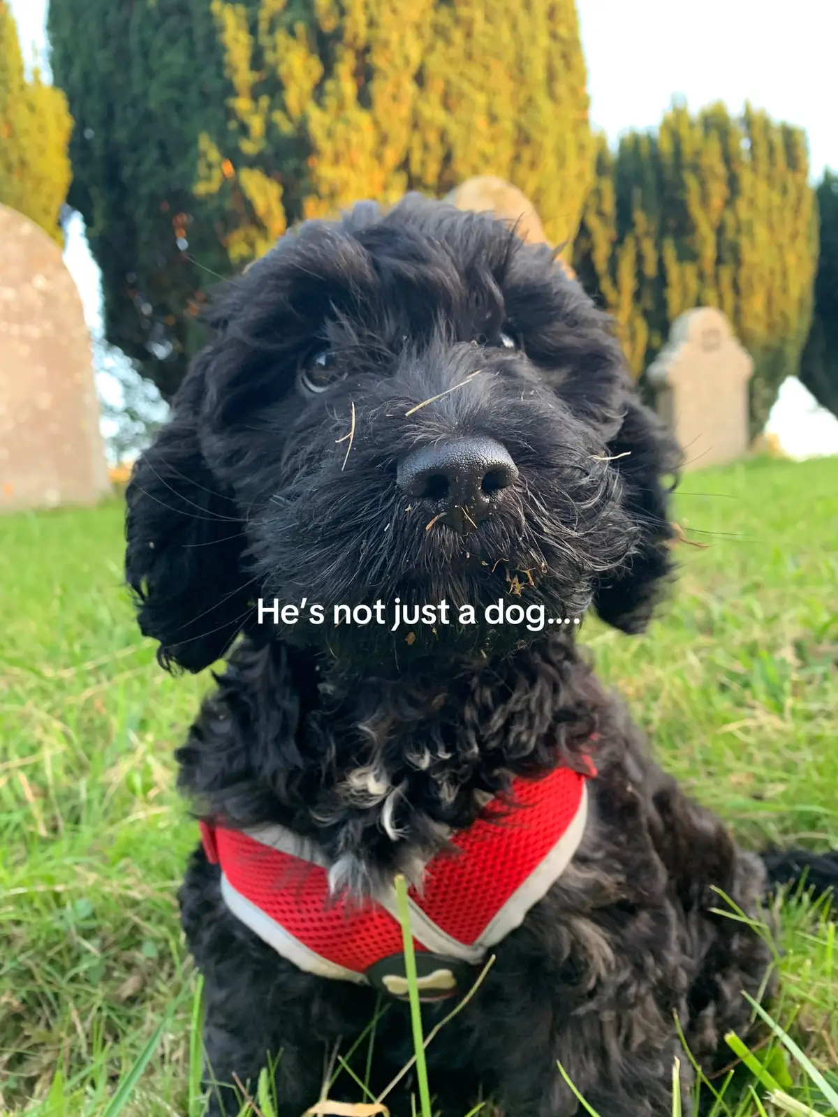 Bertie is definitely an Autumn 🍂#DogsofTikTok #HesJustADog #DogLife