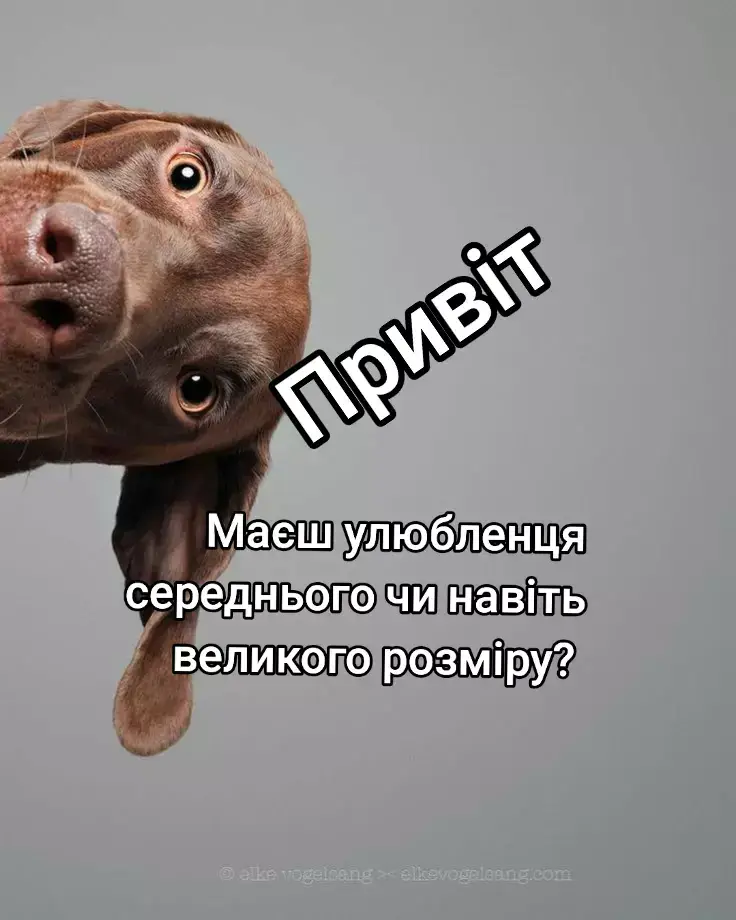 #тримачдлясобак 