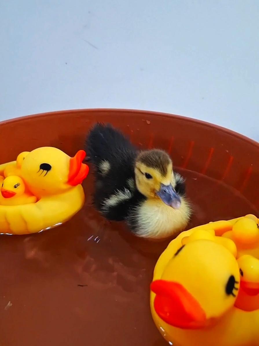 duckling very funny video  #funny__duckling_video #funny_duck_video  #duckling_funny #duckling_cute #funny_animals #funny_ducks#ducklingtiktok #funny_video #funny_baby_ducks #cute_animals  #animalstiktok #cutevideos