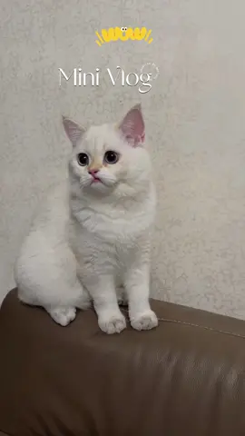 Cute videos of cats，#The world can't be without kittens.#Pet cat #So cute that it explodes #There are cute pets at home.#A kitten who loves to appear in the camera