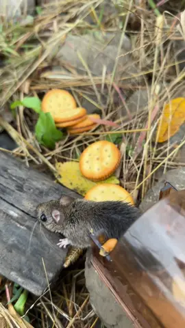 I don’t understand how people can hurt these little guys! 🐭