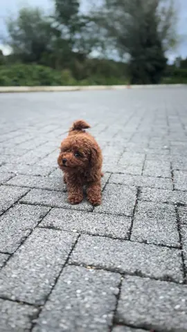 Come play with me 🤪#poodlesoftiktok #fyp #toypoodle #morris #redtoypoodle #dogsoftiktok #puppylife #dogs #red #happydog #dog #puppy 