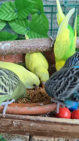 #oktoberfest  #cute #pet #budgerigarlover #periquitoingles #budgieworld #budgiebirds #perruche #englishbudgie #birb #parakeetlove #budgiesofinsta #birdlovers #ku #periquitoaustraliano #muhabbetkusu #petsofinstagram #birdlover #wellensittiche #exhibitionbudgerigar #budgiefamily #budgerigarbird #babybudgie #lar #e #budgerigarsofinstagram #instabird #budgierigar #of #perrucheondul #animals #wellensittichliebe #wellensittich #wellensittiche #budgie #budgies #wellensitticheaufinstagram #budgiesofinstagram #budgielove #budgerigar #budgielife #birds #wellis #parakeet #budgielover #budgiebird #parakeets #birdsofinstagram #gel #welli #bird #muhabbetku #vogelfotografie #budgiegram #parakeetlove #v #parakeetsofinstagram #budgerigars #u #chter #wellensittichz #vogel #periquitos #budgiestagram #vogelliebe #undulat #budgerigarsofinstagram #budgieofinstagram #muhabbetkusum #wellensitticheforever #budgielovers #rainbowwellensittich #showbudgies #periquito #haustier #sittich #vogelzucht #pet #budgiesofig #wellensittichaufinstagram #petsofinstagram #petlovers #wellies #wellilove #grasparkieten #englischbudgies #undulations #budgerigarbird #birdsofindia #birdsofsouthafrica #world #wellensittich #budgie #budgies #budgiesofinstagram #budgerigar #bird #birds #budgielove #parakeet #budgielife #budgielover #muhabbetku #budgerigars #u #wellensittiche #parakeets #birdsofinstagram #budgiebird #vogel #budgielovers #periquito #budgiebreeder #parrot #wellensitticheaufinstagram #parrots #perruche #wellensittichliebe #budgiegram #parrotsofinstagram #birb #wellis #welli #parakeetsofinstagram #periquitoaustraliano #budgerigarlover #pet #um #periquitoingles #budgieworld #gel #muhabbetkusu #v #englishbudgie #budgerigarbird #birdlovers #pets #exhibitionbudgerigar #budgiestagram #budgiesofig #ku #cute #undulat #budgerigarsofinstagram #periquitos #bluebudgie #perrucheondul #birdlove #e #budgerigarshow #budgerigarofinstagram