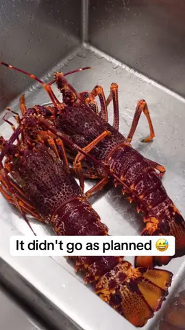 I was lucky #giantlobster #seafoodlover #food #lobster #unitedkingdom #cooking #animal 