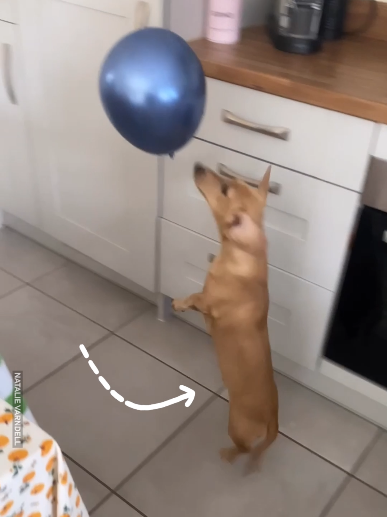 He's The Next Jude Bellingham! 🐾⚽️ #dachshund #sausagedog #dog #pets #football #footie #bellingham #superstar #risingstar #play #playtime #fyp #viral