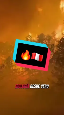 🔥 INCENDIOS FORESTALES EN PERÚ | BiologíaDesdeCero  #desmintiendo #biologiadesdecero #incendios #peru #fuego #incendiosforestales 