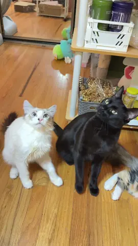 pew pew 👉🏻👉🏻 #cattricks #cattok #fyp #foryou #foryoupage #playdead #cute #cattok #lynxpoint #calico #blackcat #smartcat #cattraining #churus #teamwork #synced #trending #funnyvideos 