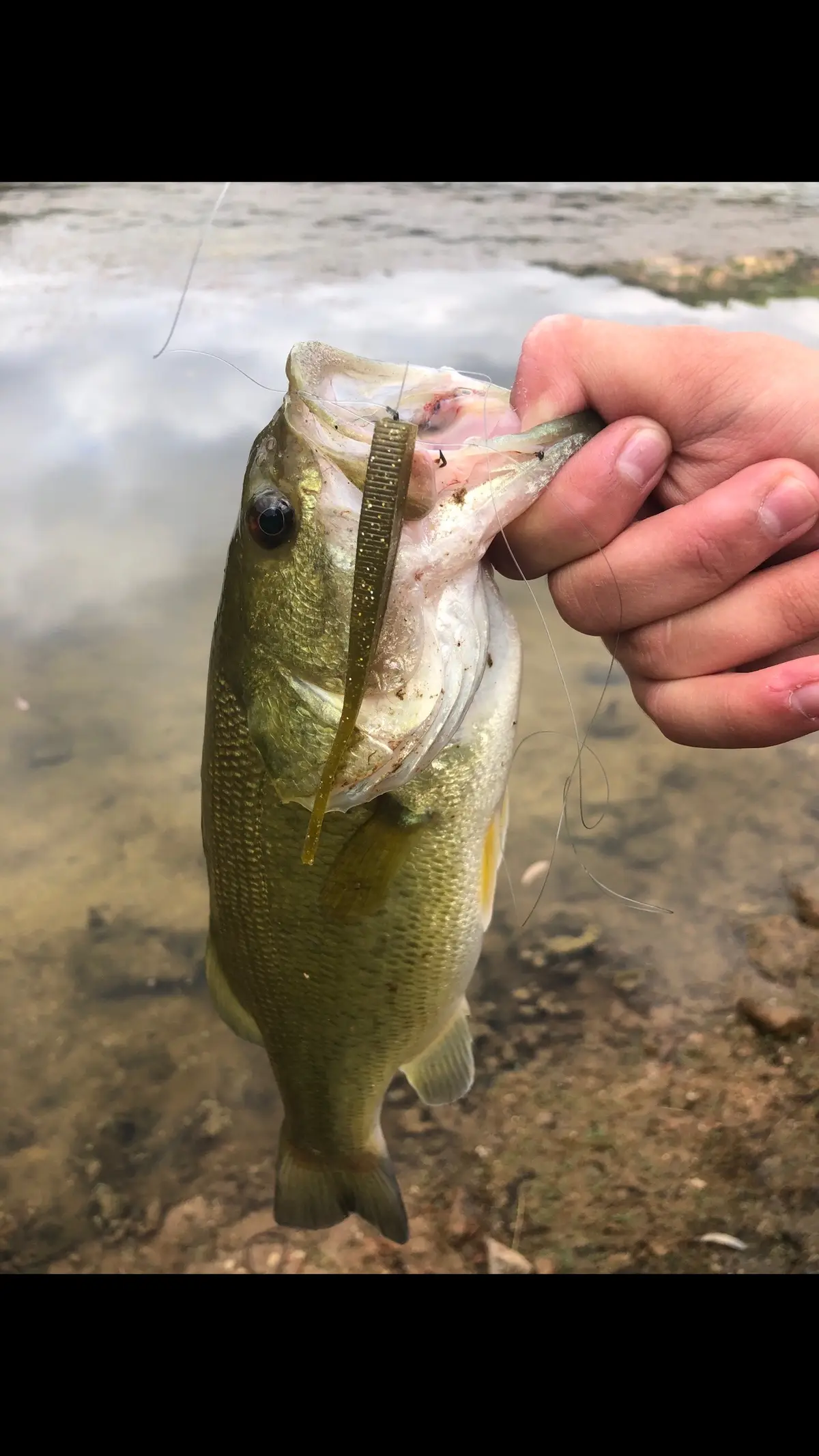 Y de nuevo en otra mañana de pesca paradisima por las condiciones meteorologicas los señuelos de nuestro amigo Juan Luis la vuelven a liar. Esta vez, este pescaete sacado con el BABY de DIEMA BAITS color 305. Vaya pasada como se mueve este señuelo para cuando los peces no quieren nada. Interesados hablarme al privado o a @juanlu. . . . . . . . . . . #pesca #capturaysuelta #viral #parati #blackbass #colaboración #public #bassfishing