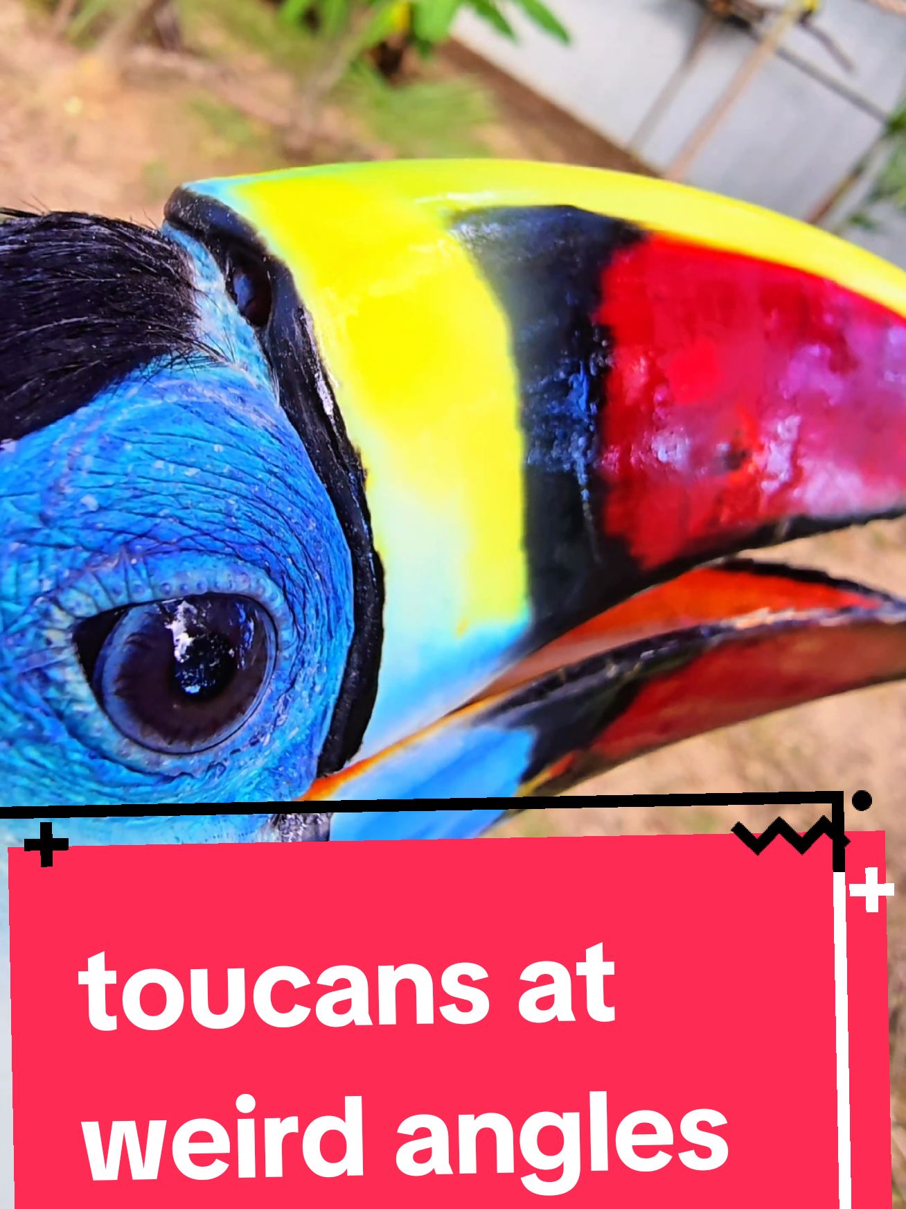 why are they so ugly and goofy . #diddyparty #animal #bird #brainrot #temptations #dogsofinstagram #horse #petlovers #funny #toucan #parrot #ugly 