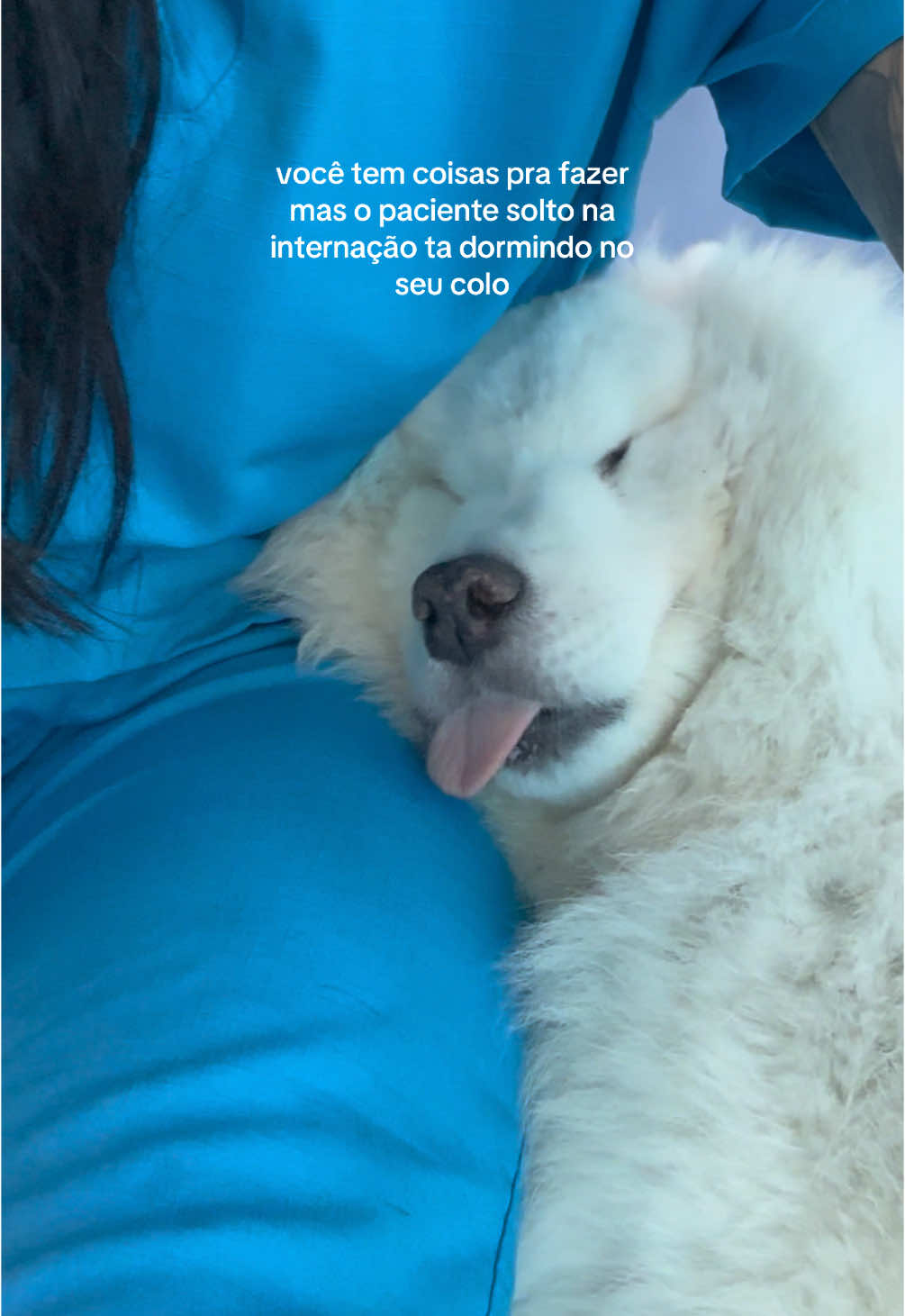 meu espirito animal hoje #medicinaveterinaria #medvet #veterinaria #dogsoftiktok #tiktokviral #fyp 