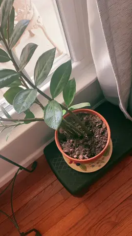 Weekends are for taking care of my plants. #propagatewithme #propagateplants #tradescantia #plantsoftiktok 