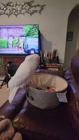 I wonder if Dad can swim? 😳 Bro is premeditating Dad's 🪦 😳😳 #banditthecockatoo #parrotsoftiktok #talkingparrot #cockatoo #umbrellacockatoosoftiktok #umbrellacockatoo #talkingbird #parrot #daddy #daddyissues #taunting #wokeupandchoseviolence #brat #fightme #fightmebro #stalker #stalking #swim #premeditated 