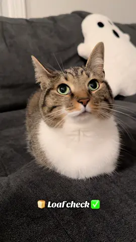 Master Loafster Snickers #fypage #loafcheck #loaf #cats #catsoftiktok #furbaby #fyppppppppppppppppppppppp 