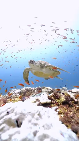 Gliding into the weekend like a green sea turtle (Chelonia mydas) 💚 🎥 Muneeb Mohammed #underwater #underwaterphotography #turtle #seaturtle #ocean #marine #sealife #marinelife #oceanlife #snorkel #scuba #diving #beachlife #tropicalparadise