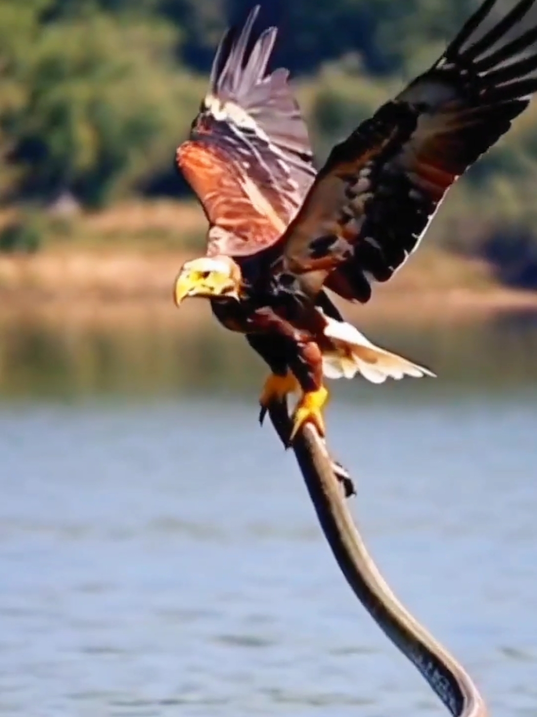 #eagle #amazing #animals #nature #foryou #forupage #grow #interesting #viral 