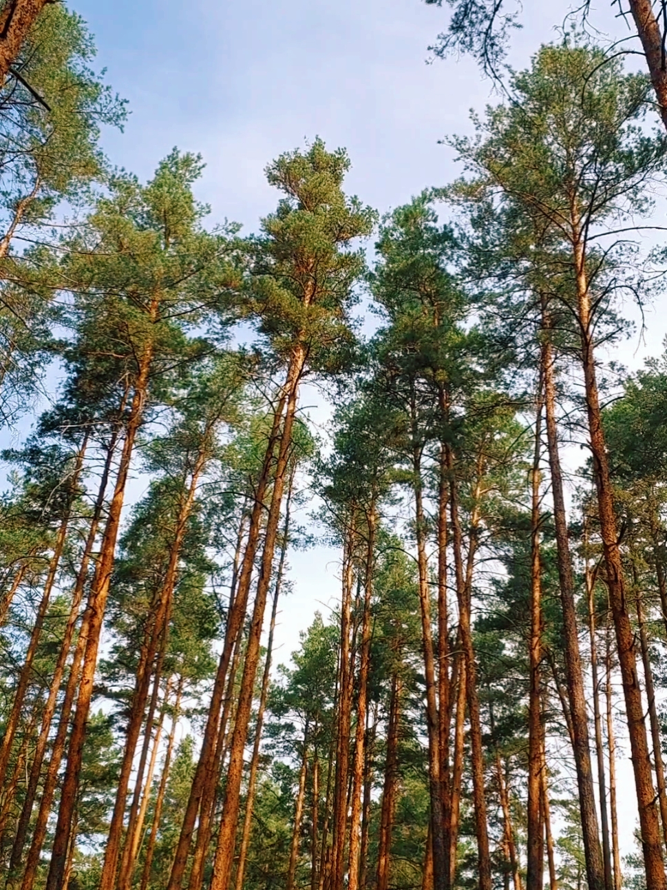 Ранок в лісі🌲🌲🌲 #ліс #грибівнемає  #forest #лісиукраїни 