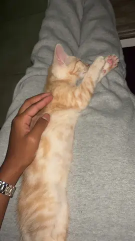 He mumbled something under his breath 😭 #gingercat #kittens 