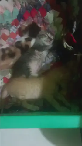 #kucinglucuu #kucing #anak #kucing #catloversindonesia #donthatecats #JelajahLiburan #cat #4u #kucinglucu #fyppppppppppppppppppppppp 