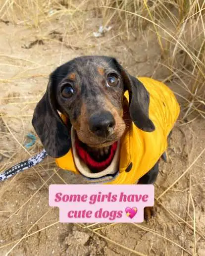 I am some girls✨💖  #dogsoftiktok #somegirls #dachshund #cutedog #dachshundpuppy #minaturedachshund #dog #trendingvideo #fyp #foru 