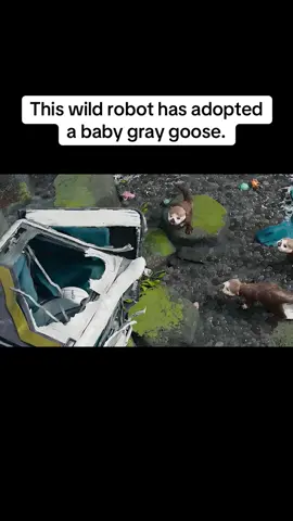 This wild robot has adopted a baby gray goose.#anime #usa_tiktok #foryou #movie #fyp 
