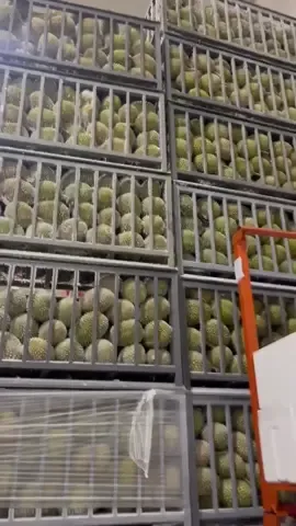 DURIAN MUSANGKING FRESH NITROGEN KITA SUDAH SIAP SUPPLY KE TOKO-TOKO DURIAN DAN MARKET SELURUH KOTA DI INDONESIA 🛫 JOIN RESELLER SILAHKAN WA ☺️🙏🏻 #durianlover #durianmusangking #durianblackthorn #duriandurihitam #durianfruit #durianviral #durianfyp #durianmalaysia #durianmusangkingpalembang 