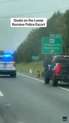 A herd of goats on the loose received a police escort after finding their way onto a busy highway in Yadkinville, North Carolina, recently. Stephanie Vestal captured this video while traveling on US Highway 421. “We noticed traffic was slowing down, but had no idea the reason would have been a herd of goats running down the highway,” Vestal said. According to local news reports, the Yadkin County Sheriff’s Office, Yadkinville Police Department, and North Carolina Highway Patrol all worked to lead the goats to safety and return them to their owner. The report said the animals had destroyed a fence and were being kept in a gated area while the fencing was being repaired.