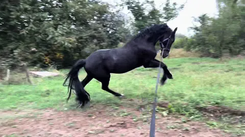 1nap piheno utan is😂💣😍#szoljhanekedbevan #dino #lovasélet #fy #orlovtrotter #legyennekedbemost #ajanlomhogyforyoubalegyen #fyy #fyp 