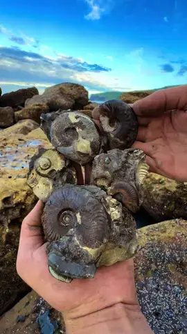 Here is a suspicious golden rock that we found on a recent fossil hunting beach walk! We opened the nodule up with our hammer! 🏝🌊 The surrounding shale is softer than the nodule and is easily broken away. Inside the nodule, some beautiful golden and calcitic eleganticeras ammonites from the Jurassic 😍🦑 These ammonites are around 185 Million Years Old 💀🏝 Thank you for supporting our page! 🐊 #natural #nature #fossil #fossils #ancient #animals #art #ammonite #ammonites #dinosaur #scientist  #minerals #paleontology #whitby #geologist #dorset #geology #charmouth #jurassic #yorkshire #beach #coast #sea #water #squid #fyp