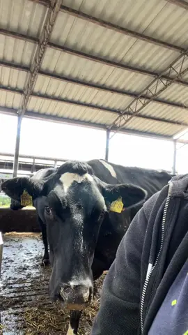 My bestie 🐮🥰 #bestie #cows #calf #kalb #krowka #krowki #farm #gospodarstwo #de #dc #fyp #kuhe #hamburg #Love #bff 
