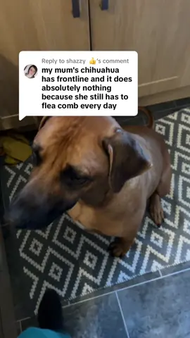 Replying to @shazzy  👍 Natural is the way to go! 🐶🐾 #fy #fyp #doghealth #natural #dogtok #dogsoftiktok #ridgeback 