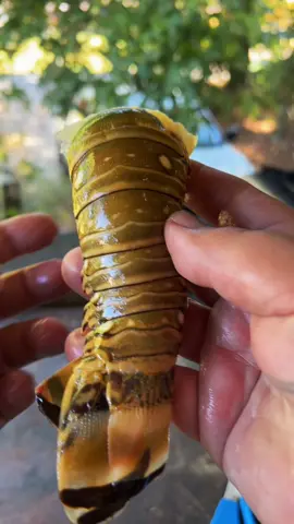 Grilled cheese lobster lunch #fyp #catchcleanandcook #beardedfisherman #fishing #fish 