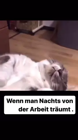 #wenn #man #nachts #von #der #arbeit #träumt #haha #lustig #🤣🤣🤣 #😅 #😂 
