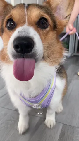 #dog #corgi 