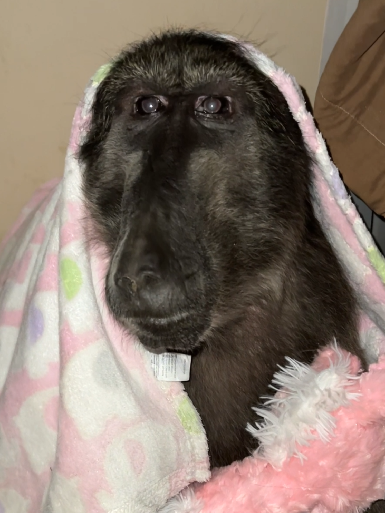 We had to calm Cindy the Baboon down tonight, she was grumpy!  #baboon #sleepinganimals #cuteanimals #farmlife #animalover