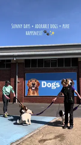 Cutest pups in the precinct! 🐾🐶✨ Come see these adorable furballs at the Melbourne Royal Show! Which one do you think is the cutest? #MelbourneRoyalShow #ShowMuchMore #Cute #cutedogs #melbourne #fyp #date 