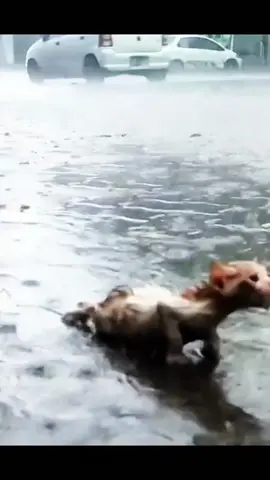 Rescue a poor kitten abandoned in the heavy rain 🙏🙏🙏🙏🙏🙏❤️❤️❤️❤️❤️❤️❤️#rescue #rescuecat #rescuekitten #rescueanimals #cat #catsoftiktok #kitten #kittensoftiktok #animals #lovecat #loveanimals 