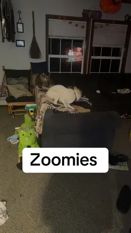 Does you dog get the zoomies?? This  happens at least 4 times a day🤣 #dogsoftiktok #PetsOfTikTok #fyp #foryoupage❤️❤️ 