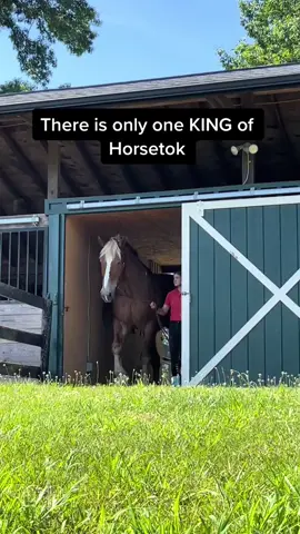 Have you ever seen a horse this big- Big John is the King of Horsetok and is living his best life right here in Charlottesville, VA every day!