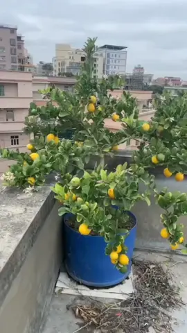 Chanh vàng mỹ đang về 1 lô như hình