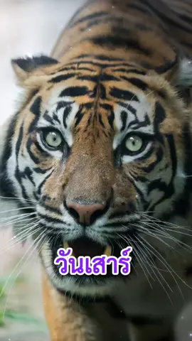 #ดวงชะตาคนเกิดวันเสาร์ #นิสัยคนเกิดวันเสาร์ #วันเสาร์ #โหราศาสตร์ #ทำนายดวง #ทำนายชะตา #ทำนายวันเกิด #ดูดวง #มูเตลู #สายมู #สายบุญ #สายธรรม 