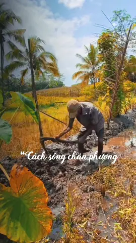 Thương cha cực khổ sớm chiều... #canhdep #canhdepmientay #hoanghon #xuhuongtiktok #xh #binhyen #CapCut 